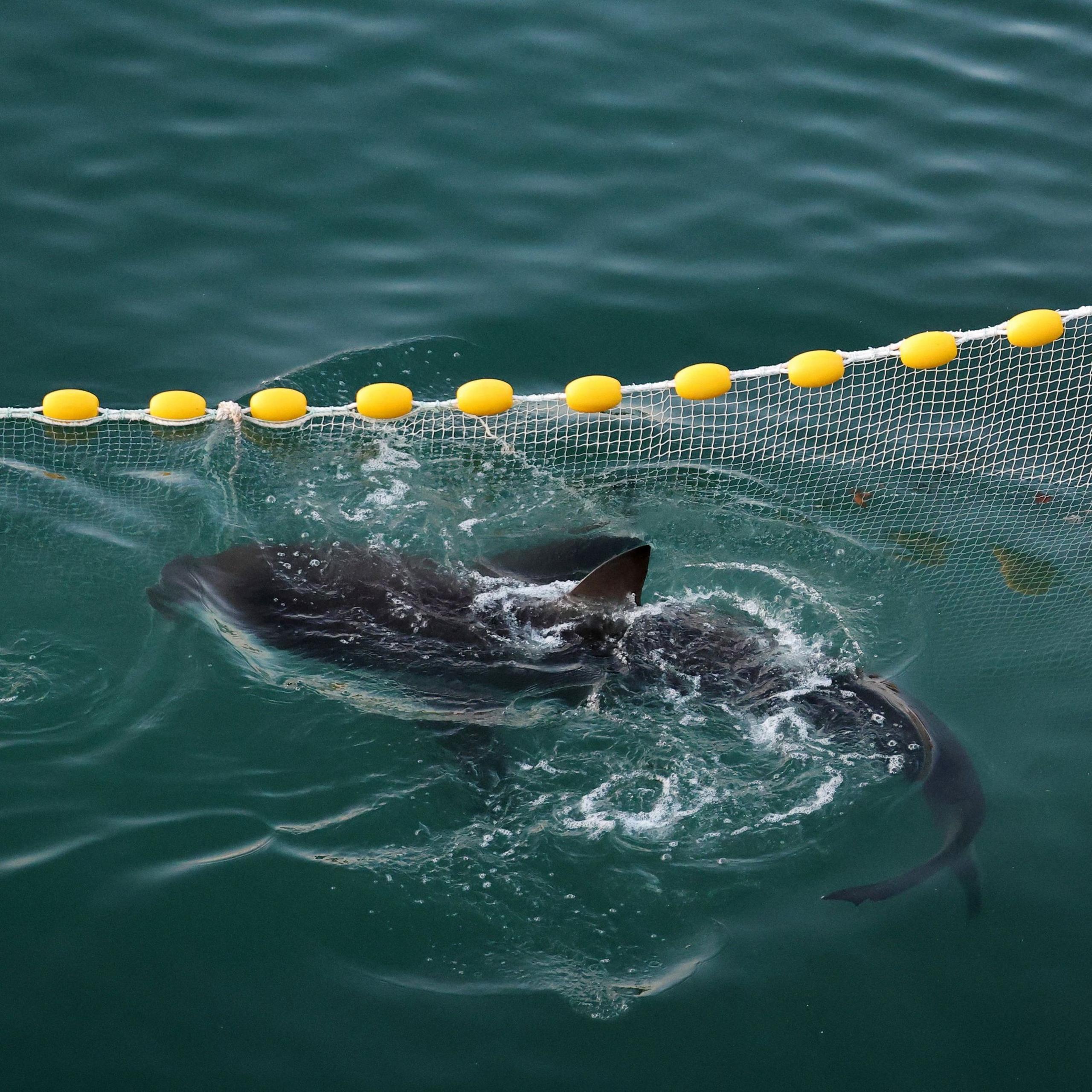 Image caption,The dusky shark was first spotted in the canal in mid-September