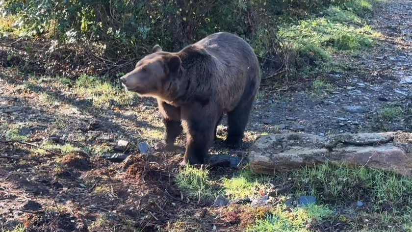 Image caption,Tyapa is slowly settling into her new surroundings in Burnfoot, County Donegal