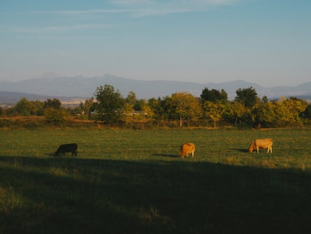 Cattle graze in a pasture near Cottonwood, with Lassen Peak in the distance.Photograph: Mason Trinca/The Guardian