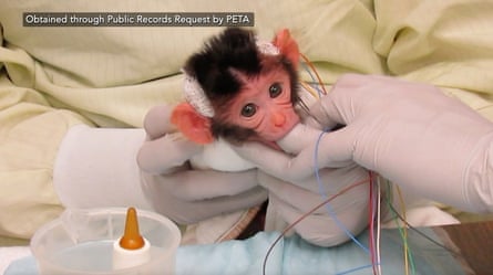 One of the project’s infant monkey experimental subjects.Photograph: Peta