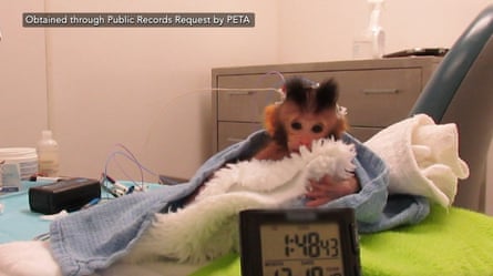 One of the young monkeys from the University of Washington’s National Primate Research Center.Photograph: Peta