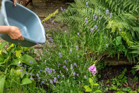 A number of water firms have put hosepipe bans in place.Photograph: Gillian Pullinger/Alamy