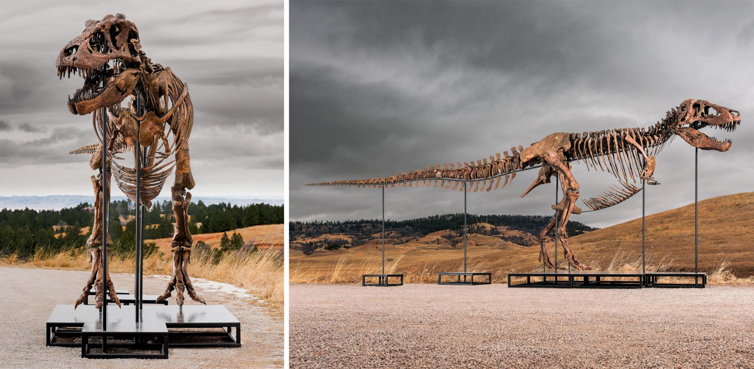 Image caption,It took three years to fully excavate the fossils, and a further three years to document and reconstruct
