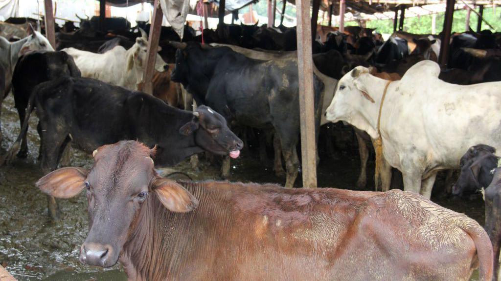 Image caption,Many states in India have set up gaushalas or cow shelters to protect stray and unproductive cattle from slaughter