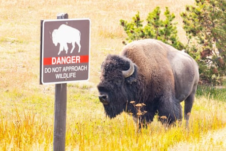 A bison in Yellowstone national park.Photograph: Jacob W Frank/NPS