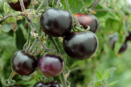 Blue bayou tomatoes. ‘If you see colour it makes you feel good,’ said Paul Thomas, of Isle of Wight Growers.Photograph: Matthew Taylor/Alamy