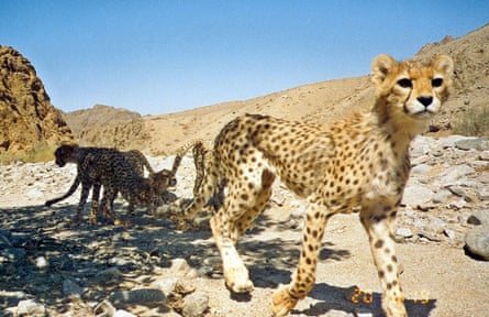 Kashani and Jokar worked for the now defunct Persian Wildlife Heritage Foundation, dedicated to saving the Asiatic cheetah from extinction.Photograph: AP
