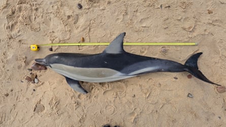 A dead common dolphin that washed ashore in Adelaide recently.Photograph: Johanna Williams