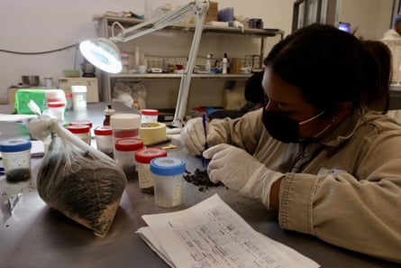 A scientist conducts tests at a sterile-fly production plant created by Mexico and the US in Metapa, Mexico, on 9 July 2026.Photograph: Anadolu/Getty Images