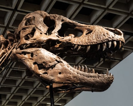 Gus is thought to be about 67m years old.Photograph: Lev Radin/Shutterstock