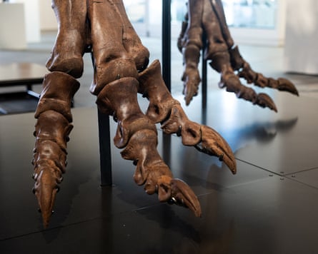 The dinosaur was found on a ranch in Harding County, South Dakota.Photograph: Jordan Tovin/Reuters