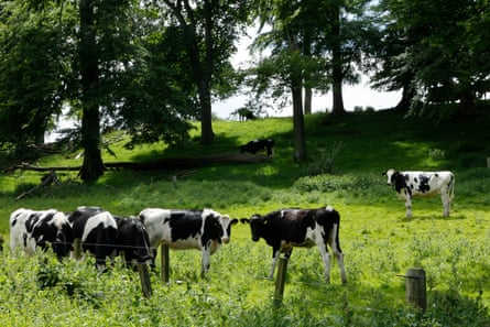 The RSPCA recommends that walkers remain slow and calm when in a field with livestock, keep dogs on leads, avoid sudden movements, and give the animals plenty of space.Photograph: Murdo MacLeod/The Guardian
