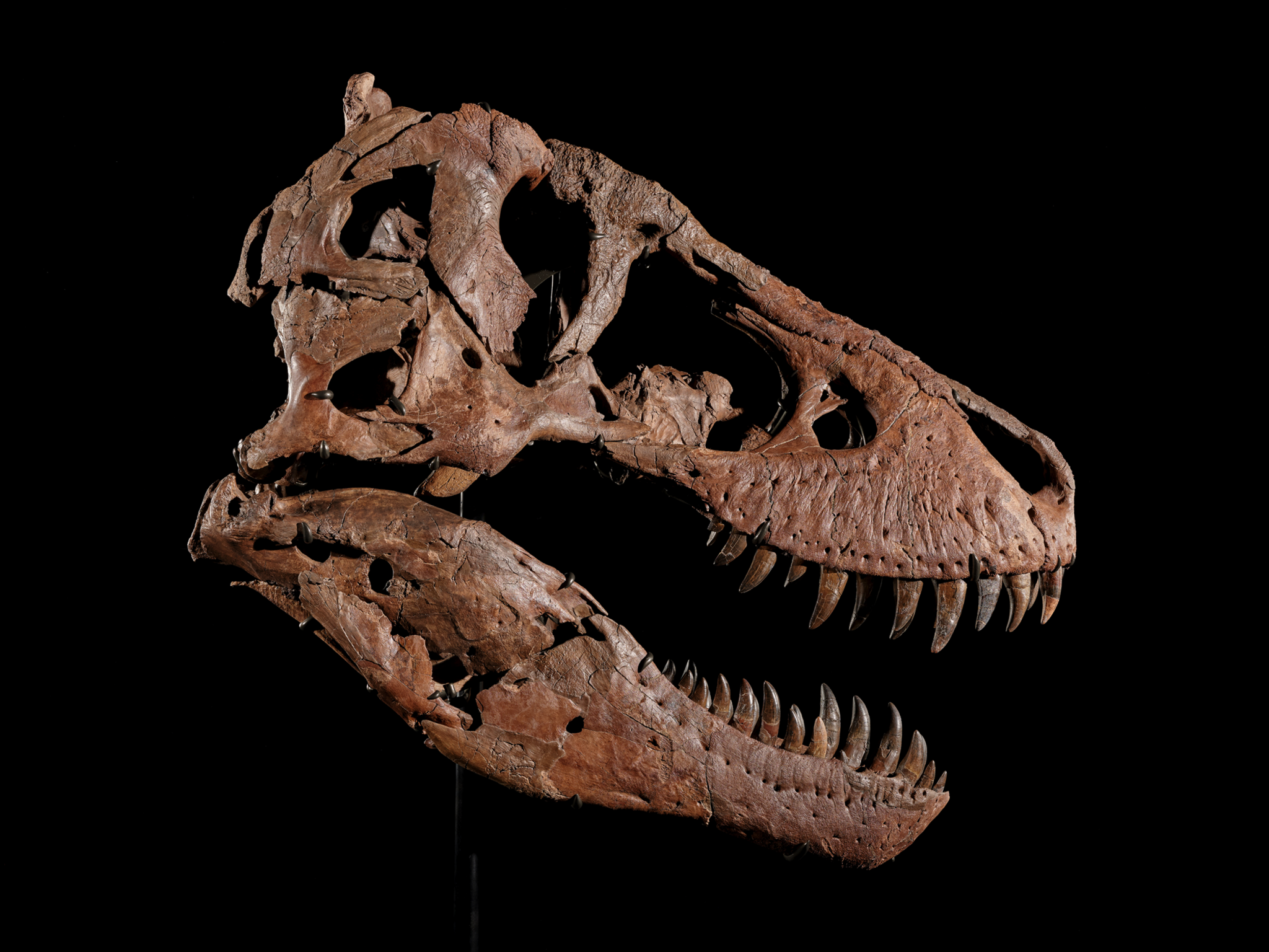 Image caption,The skull indicated a life of danger for the T. rex nicknamed Gus