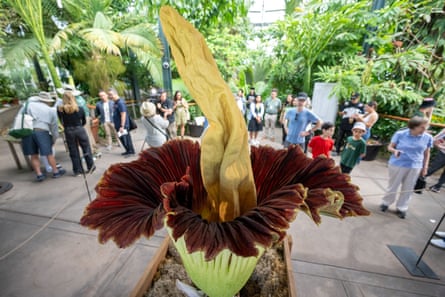 A blooming corpse flower at the Huntington last year.Photograph: MediaNews Group/Los Angeles Daily News/Getty Images