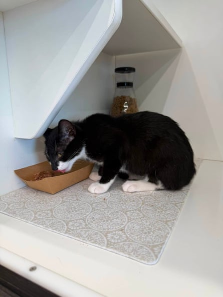 Magnolia, our sweet 3.5-month-old tuxedo kitten, had quite the adventure today after being stolen from her adoption habitat at Pet Supplies Plus in Beltsville.Photograph: Beltsville Community Cats