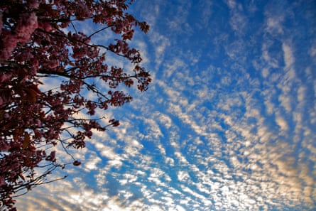 Altocumulus clouds.Photograph: Dave Porter/Alamy