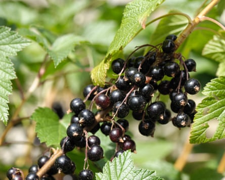 ‘There’s no doubt we’re farming in a very different climate from even a decade ago,’ said Jo Hilditch.Photograph: Ribena