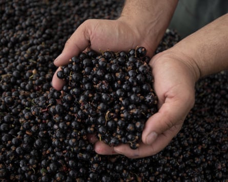 The heatwaves in June and July have caused scorching and prompted some berries to drop prematurely.Photograph: Dan Kitwood/Getty Images