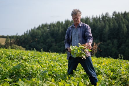 Borlotti beans growing at the Riverford farm in south Devon. Campaigners call for a focus on homegrown proteins from beans, pulses, legumes and nuts.Photograph: Jim Wileman/The Guardian