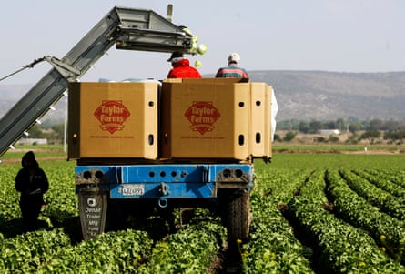 Workers pack lettuces at a Taylor Farms field in the central state of Guanajuato, Mexico.Photograph: Guillermo Arias/AP