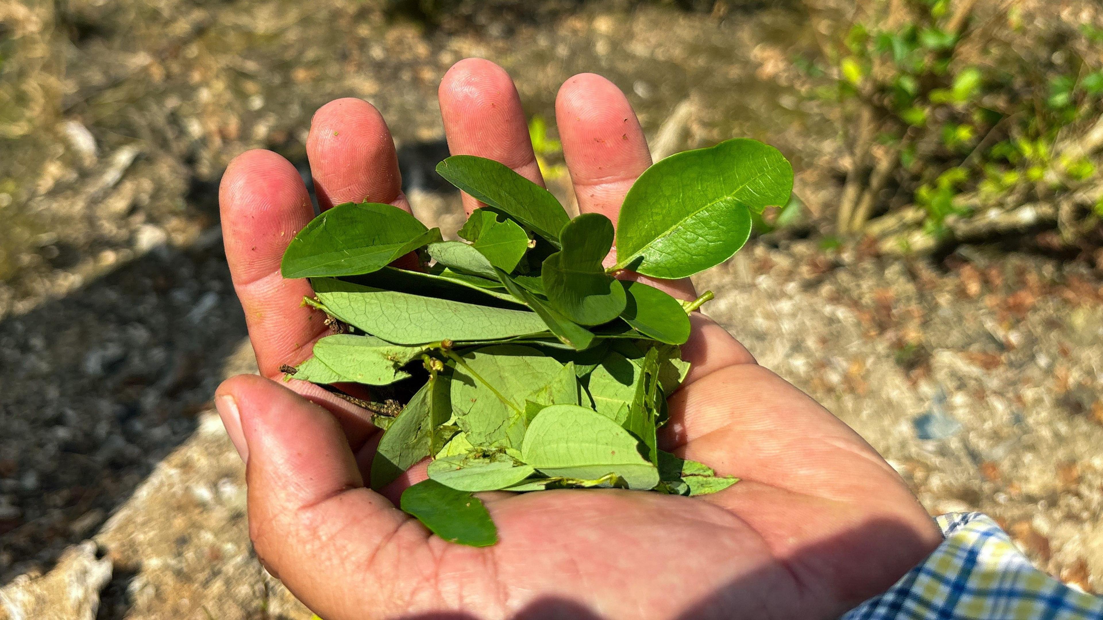 Image caption,Coca leaves, which can be processed into the drug cocaine