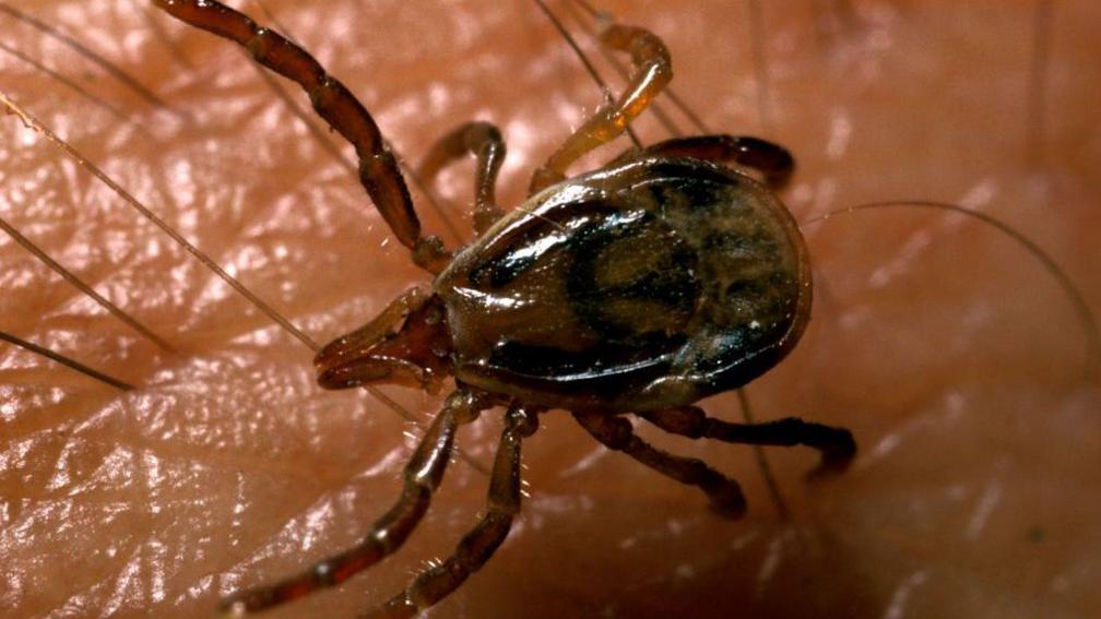 Image caption,The eastern paralysis tick (Ixodes holocyclus) is found along Australia's east coast, from north Queensland through New South Wales to northern Victoria.