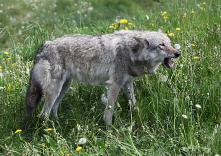 The return of wolves has divided opinions in Denmark.Photograph: Ricochet64/Getty Images/iStockphoto