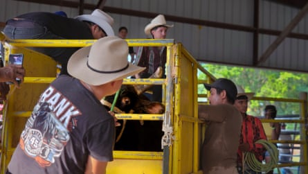 Handlers around the chute prepare a bull for the next bull ride at a rodeo event under the arena.Photograph: Dare Coulter