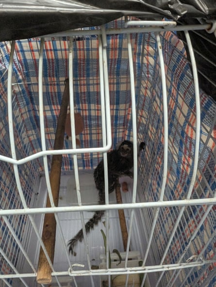 Oyster was abandoned on a 302 bus in Kensal Rise, north-west London, in a cage inside a laundry bag.Photograph: RSPCA/PA