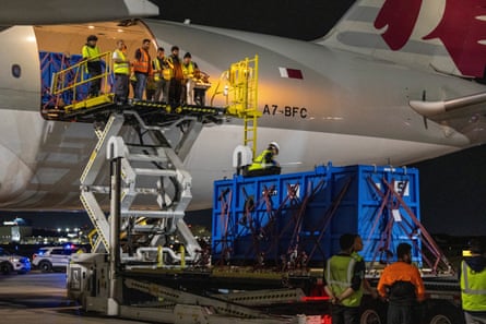 The whales were loaded in crates on to a cargo jet. Four were flown to Chicago and two to San Antonio, Texas.Photograph: Shedd Aquarium/Brenna Hernandez/Reuters