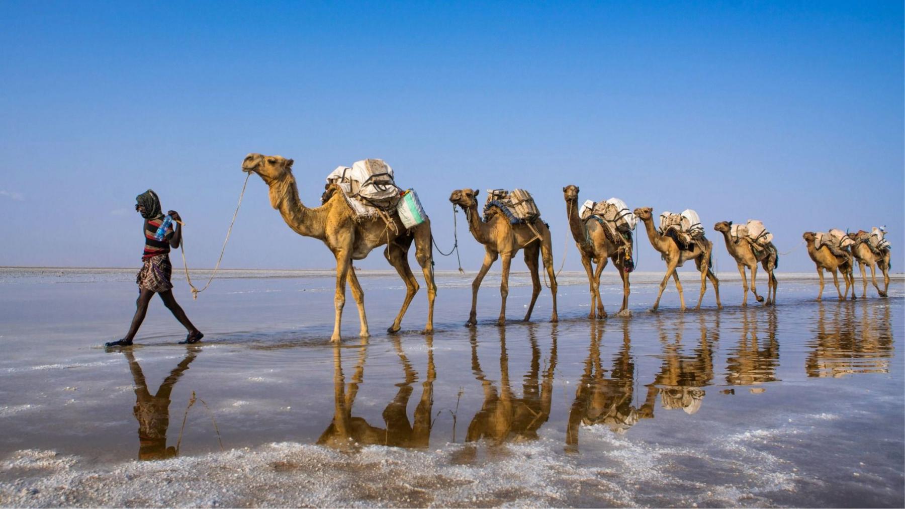 Image caption,Camels carry bricks of salt cut from the mineral-laden lakes in the Danakil Depression, where temperatures can top 50C