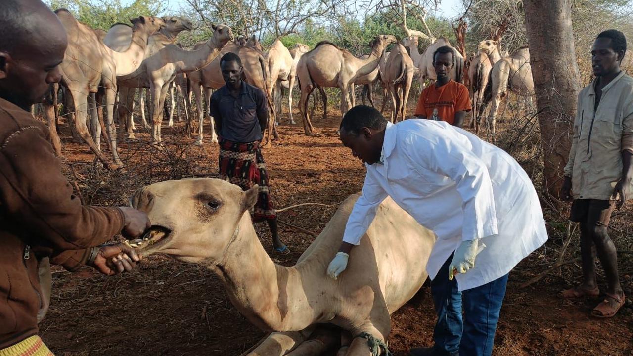 Image caption,Hassan Nuya Guyo, a vet in north-eastern Kenya, says in the last two years there has been a 15% increase in camel deaths in the area he oversees
