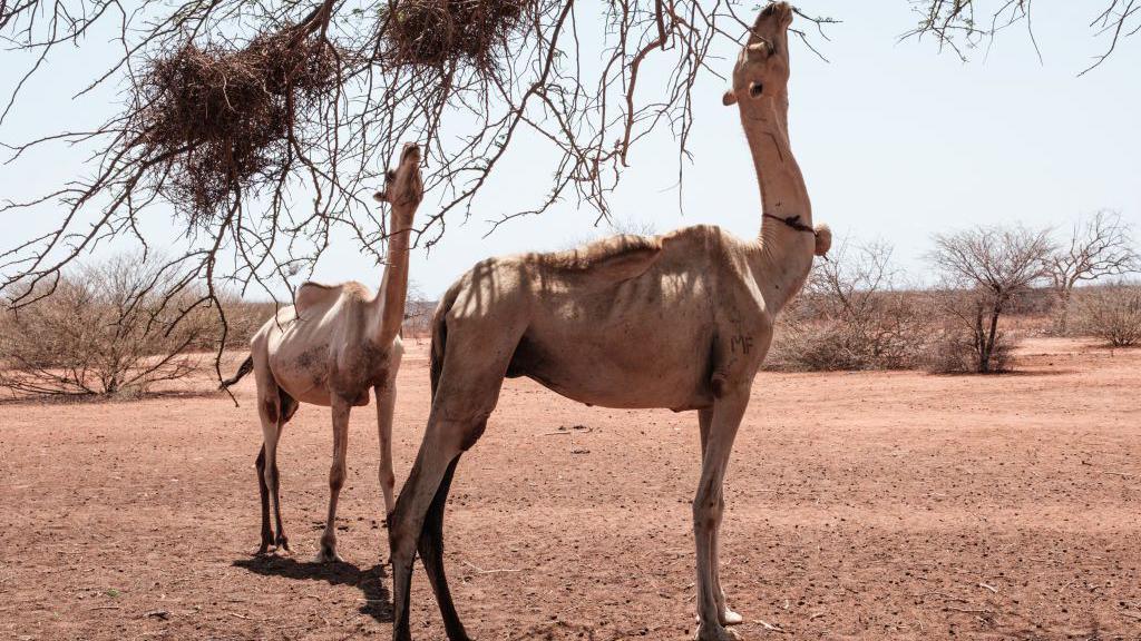 Image caption,Experts say camels comfortably beat the heat up to around 40C by mainly allowing their body temperature to fluctuate by several degrees throughout the day