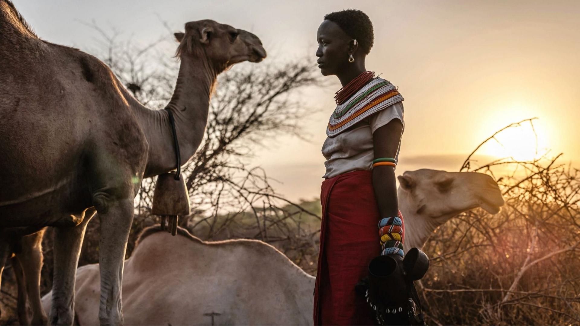 Image caption,Pastoralists who rely on camels for milk are suffering as studies show that heat stress has reduced yields