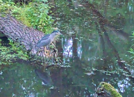 Holnicote’s night heron, pictured, was spotted close to a camera set up to provide a livestream of the area.Photograph: National Trust