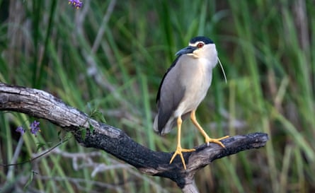 A black-crowned night heron in Romania.Photograph: Pal Hermansen/National Trust/PA