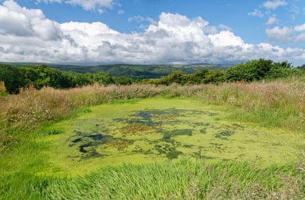 A pond at Holnicote Estate, Somerset, which was recently created to encourage and benefit wildlife.Photograph: Nick Upton/National Trust