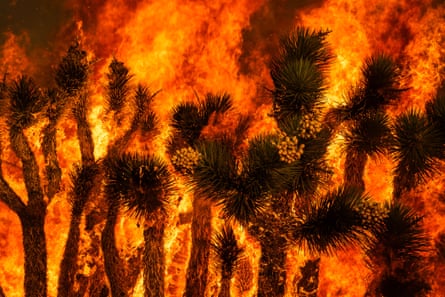 A blaze engulfs trees in Llano, California, on 10 July.Photograph: Ethan Swope/AP