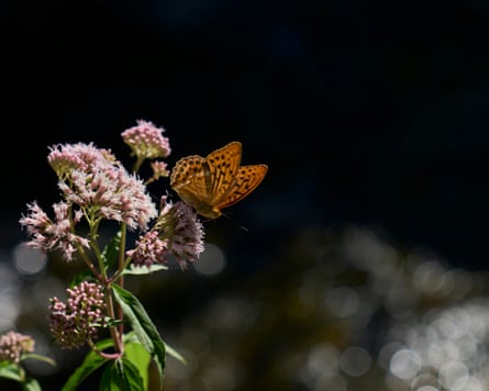 A butterfly perches on a wildflower on Mount Olympus. In recognition of the site’s abundance of flora and fauna, Unesco designated it a biosphere reserve in 1981.Photograph: Petros Giannakouris/AP