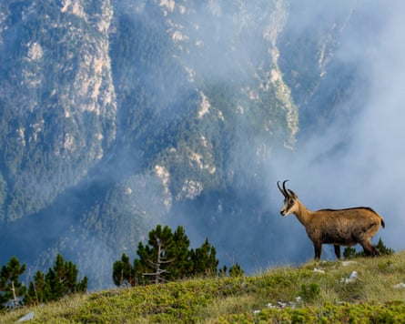 A wild goat is seen on Mount Olympus. The biggest threat to the site has been identified as forest fires exacerbated by climate breakdown.Photograph: NurPhoto/Getty Images