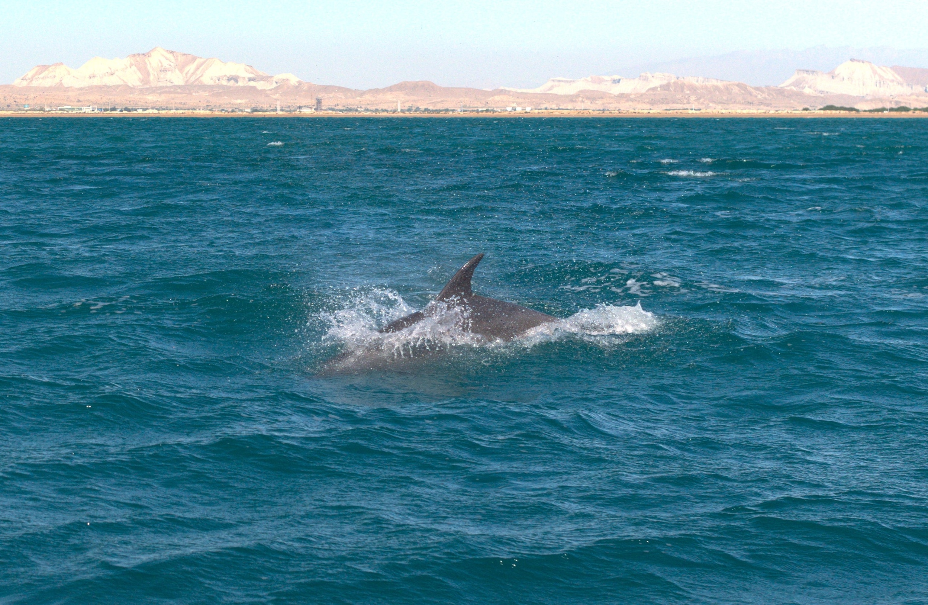 In this undated file photo, a dolphin swims near Qeshm Island, Strait of Hormuz, IranSTOCK PHOTO/Getty Images