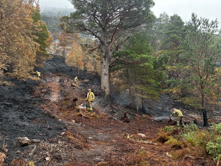 Flames have claimed areas of the Caledonian pinewood forest, which contains 300-year-old Scots pines.Photograph: Robyn Vinter/The Guardian
