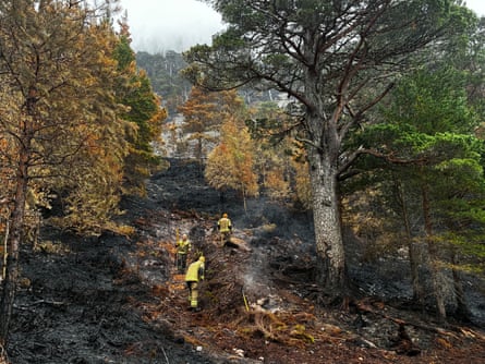 Scorched woodland in the Cairngorms in Scotland after a wildfire at the weekend.Photograph: Robyn Vinter/The Guardian