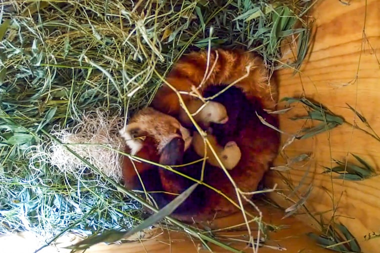 Red pandas Ruby and cubs in their nest box at the Santa Barbara Zoo.Will Huebner / Santa Barbara Zoo