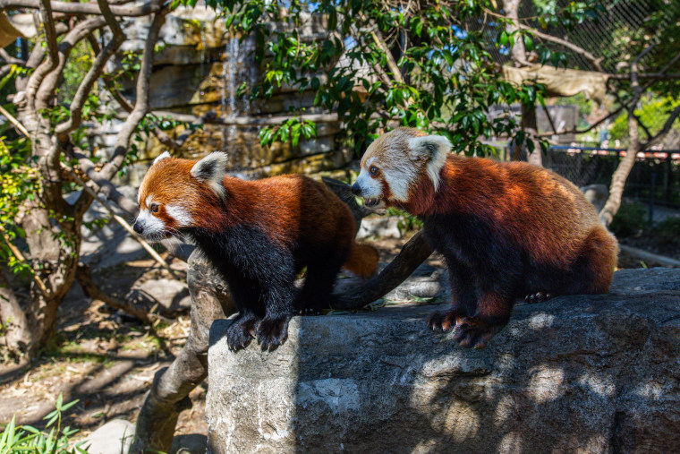 Red pandas Ruby, right and Raj, left at the Santa Barbara Zoo.Will Huebner / Santa Barbara Zoo