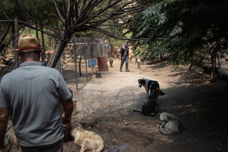 Displaced people returning to their homes have begun calling Hamze to assist with animal rescues.