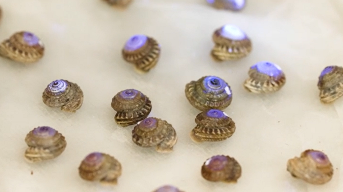 Image caption,The snails were born in a breeding programme at Chester Zoo