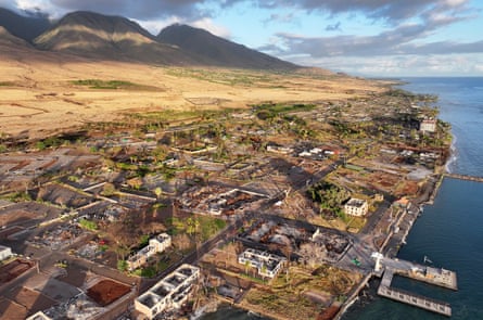 An aerial view of vegetation regrowth amid areas destroyed or damaged by the Lahaina wildfire, including the iconic banyan tree, on 4 August 2024 in Lahaina, Hawaii.Photograph: Mario Tama/Getty Images