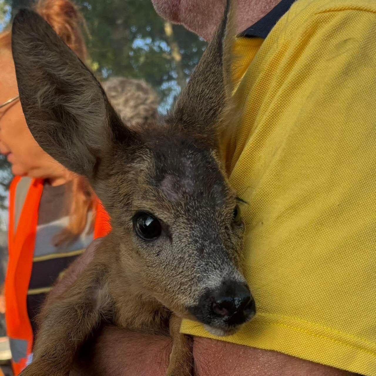 Image caption,In the town of Le Porge in the Gironde, the mayor's office said a young roe deer was rescued by animal rescue volunteers