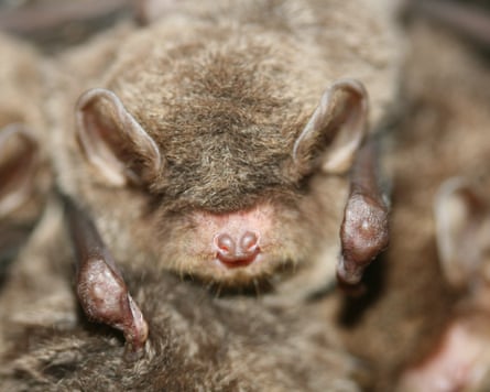 Southern bent-wing bats’ decline in numbers is a ‘huge concern’ to researchers.Photograph: Steve Bourne